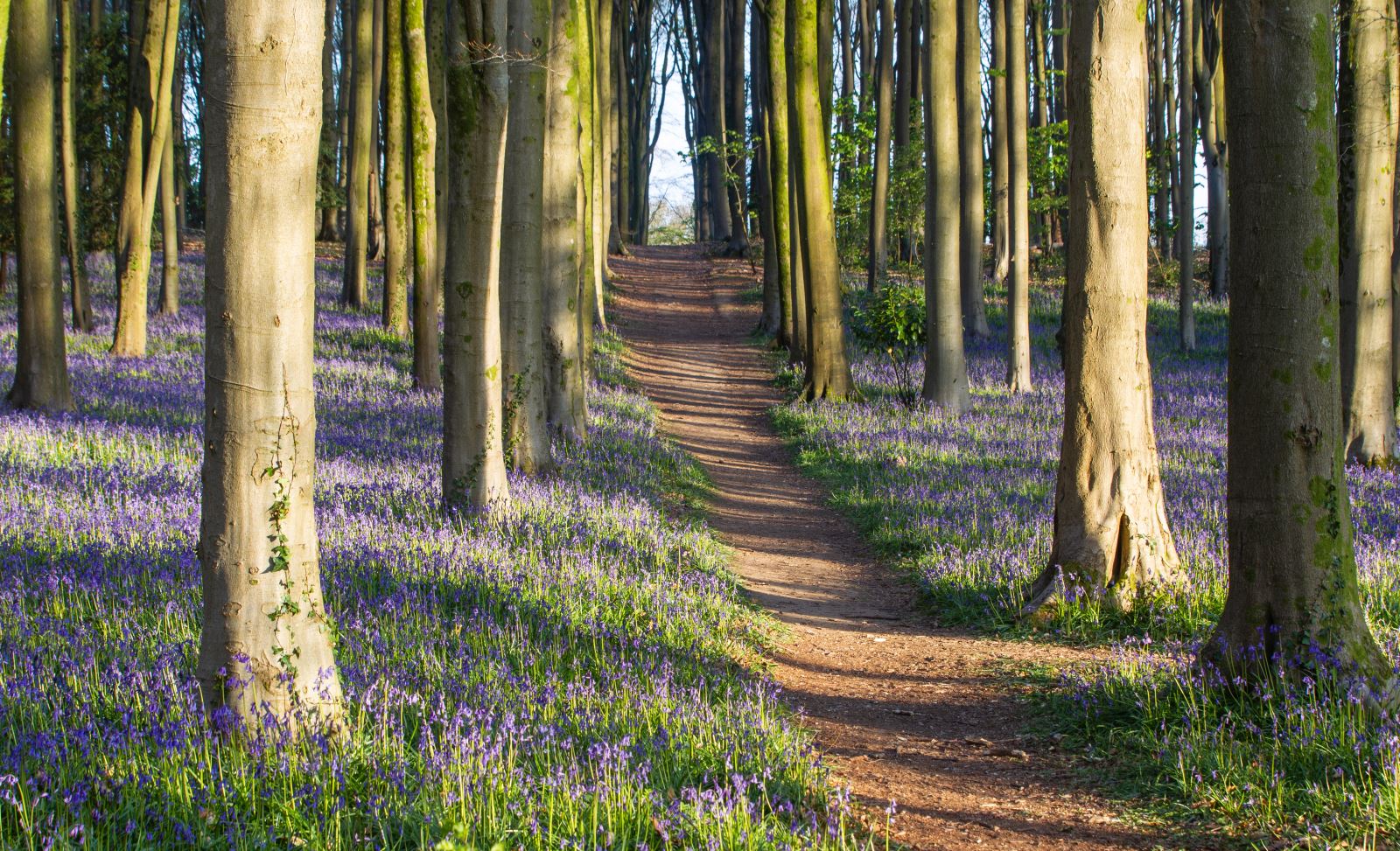 A woodland carpet of bluebells at Goblin Combe near Weston-super-Mare